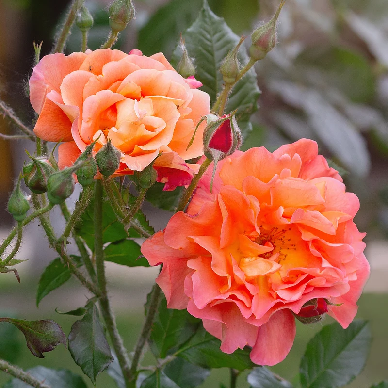 Rosier arbuste Westerland