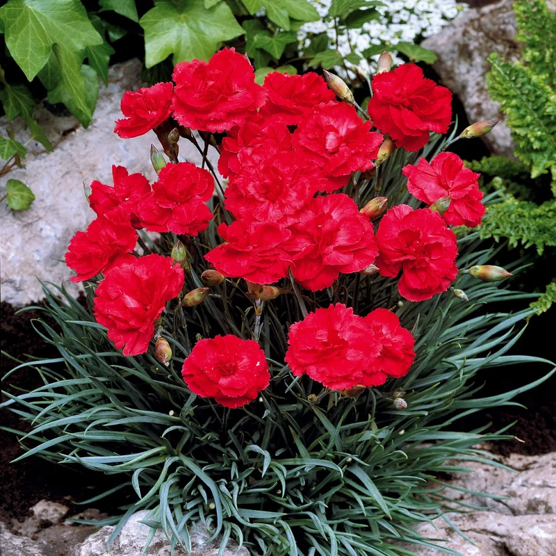 2 Œillets Grenadin Scarlet