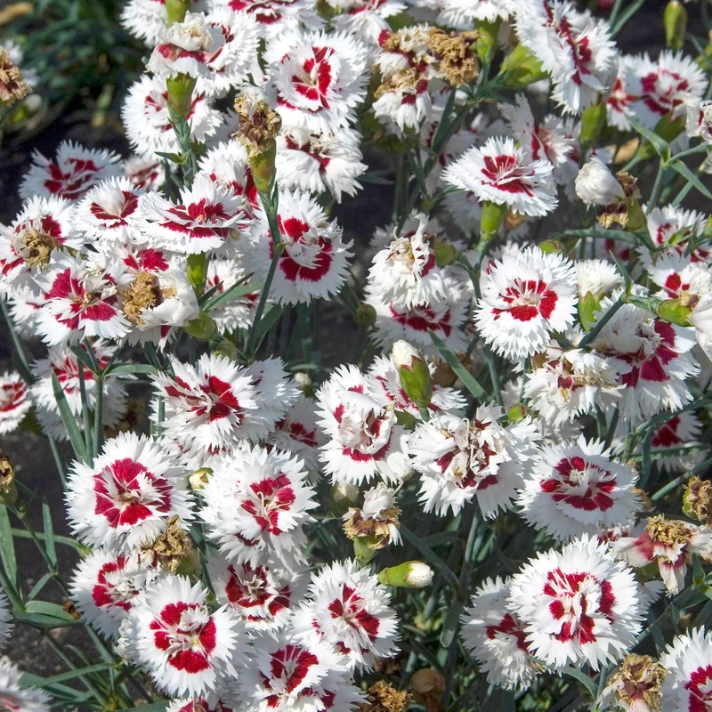 2 Œillets spiculifolius