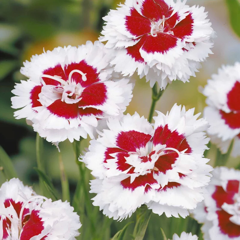 2 Œillets spiculifolius