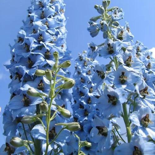 5 Delphiniums Ciel Bleu