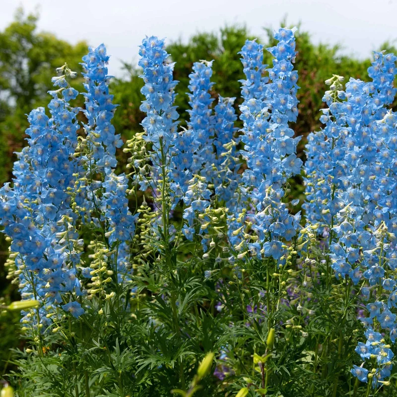 5 Delphiniums Ciel Bleu