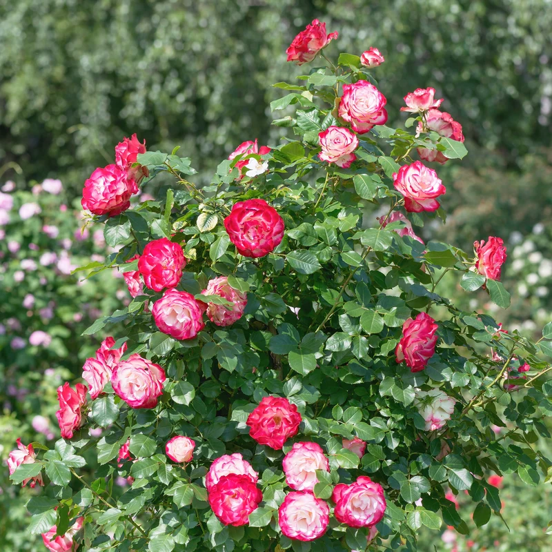 Rosier buisson Double Delight