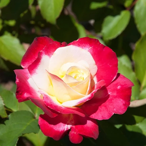 Rosier buisson Double Delight