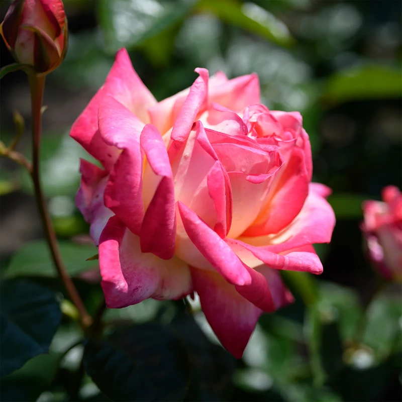 Rosier buisson Double Delight