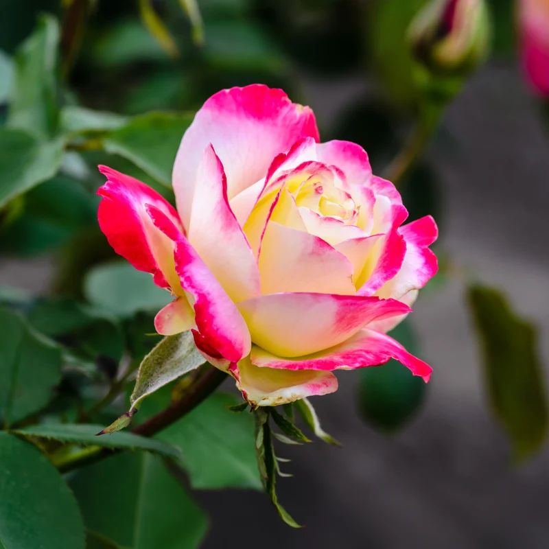 Rosier buisson Double Delight