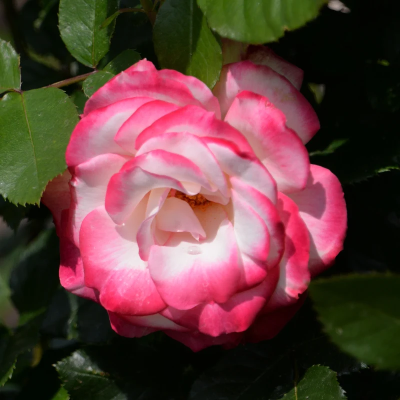 Rosier buisson Double Delight