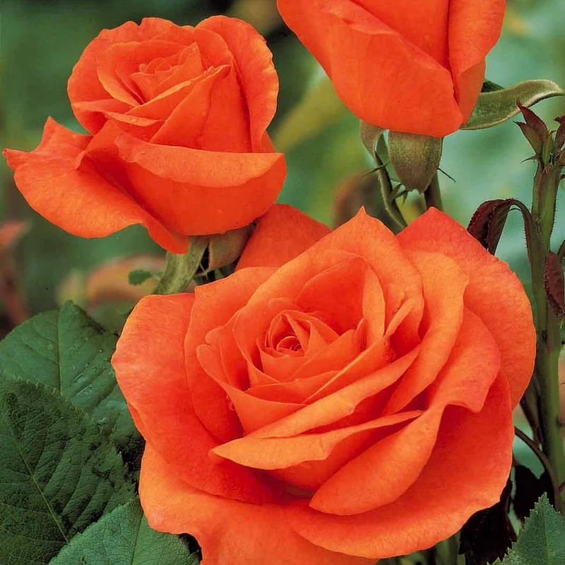 Rosier buisson Doris Tysterman