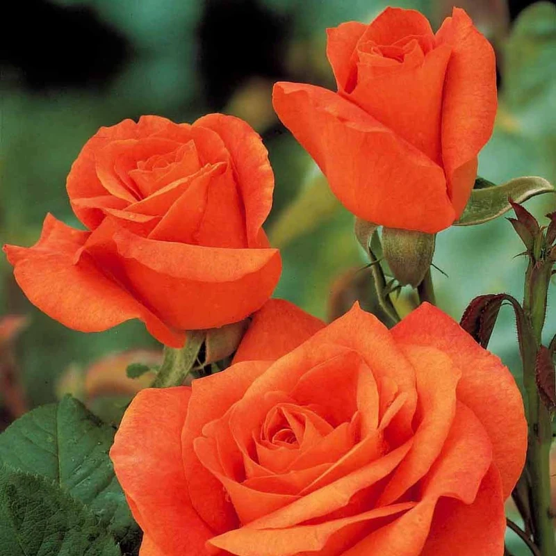 Rosier buisson Doris Tysterman