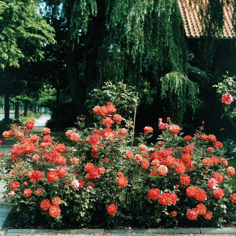 Rosier buisson Doris Tysterman