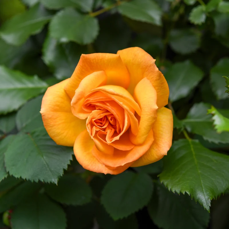 Rosier buisson Whisky