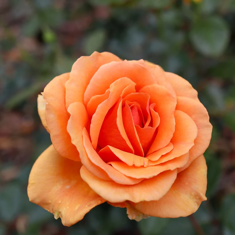 Rosier buisson Whisky