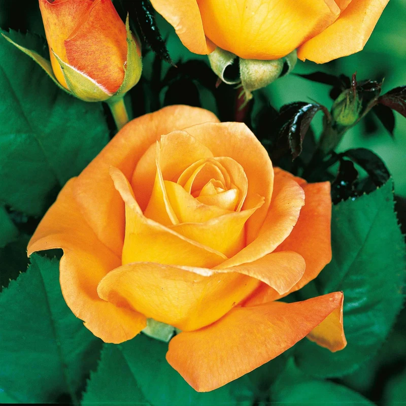 Rosier buisson Whisky