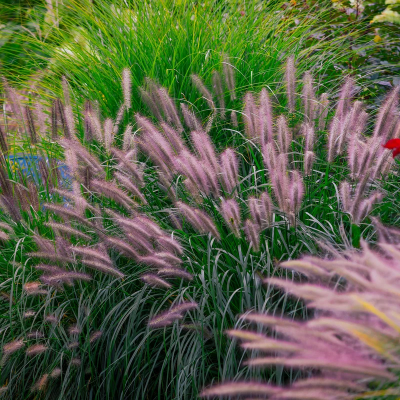 Herbe aux écouvillons Red head - Pennisetum