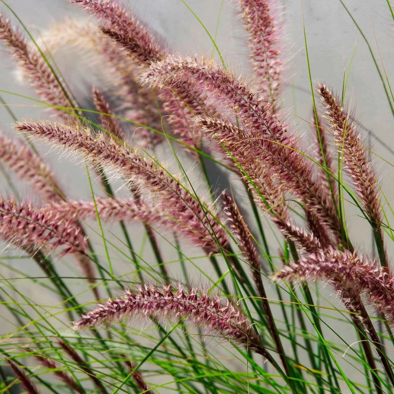 Herbe aux écouvillons Red head - Pennisetum