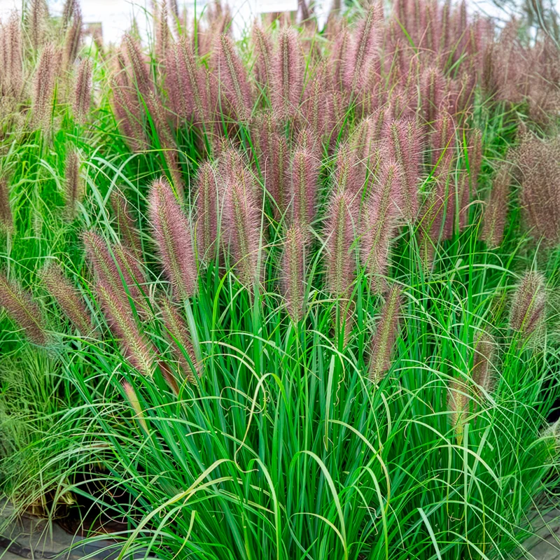 Herbe aux écouvillons Red head - Pennisetum