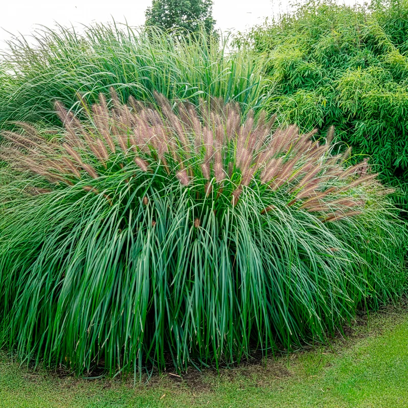 Herbe aux écouvillons Red head - Pennisetum