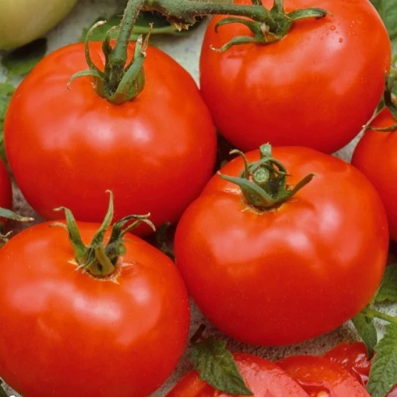 Tomate Moneymaker