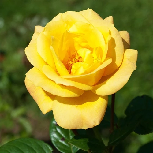Rosier buisson Arthur Bell
