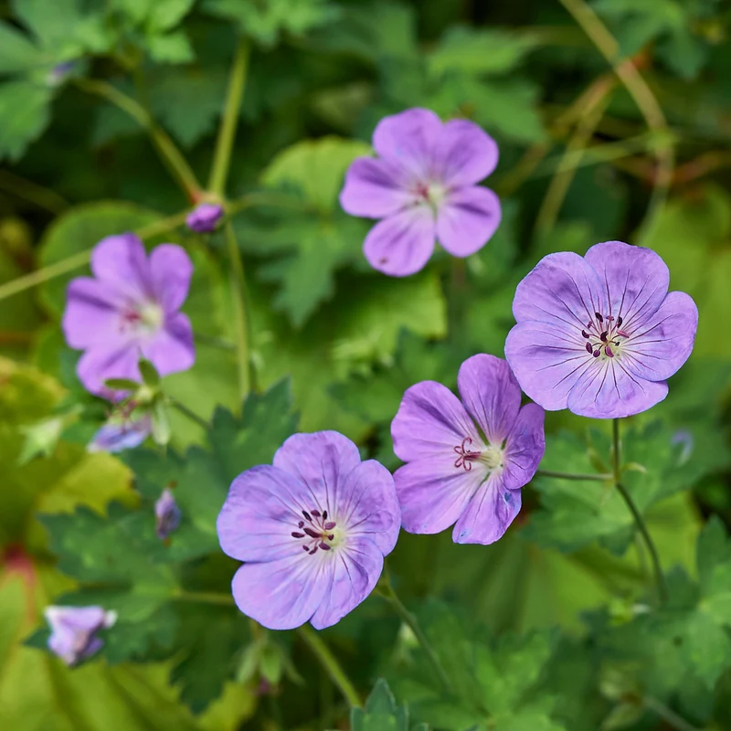 Géranium vivace bleu de l'Himalaya
