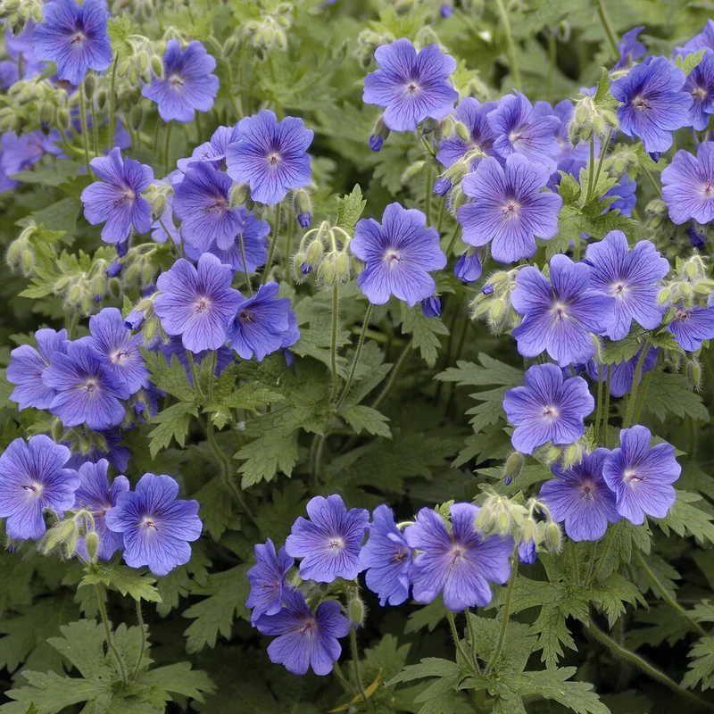Géranium vivace bleu de l'Himalaya