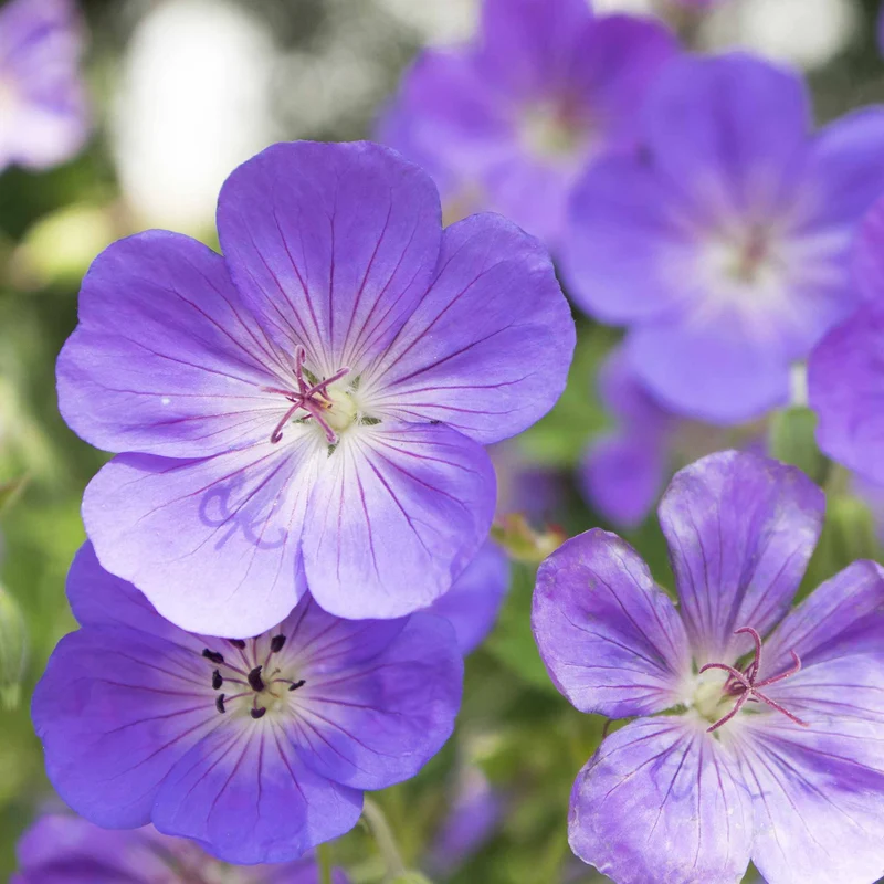 Géranium vivace bleu de l'Himalaya