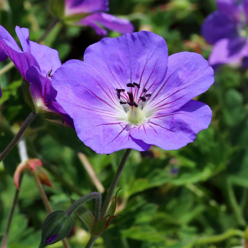 Géranium vivace bleu de l'Himalaya