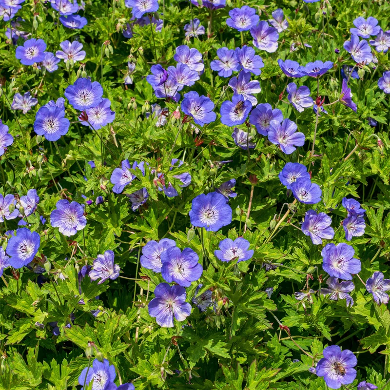 Géranium vivace bleu de l'Himalaya