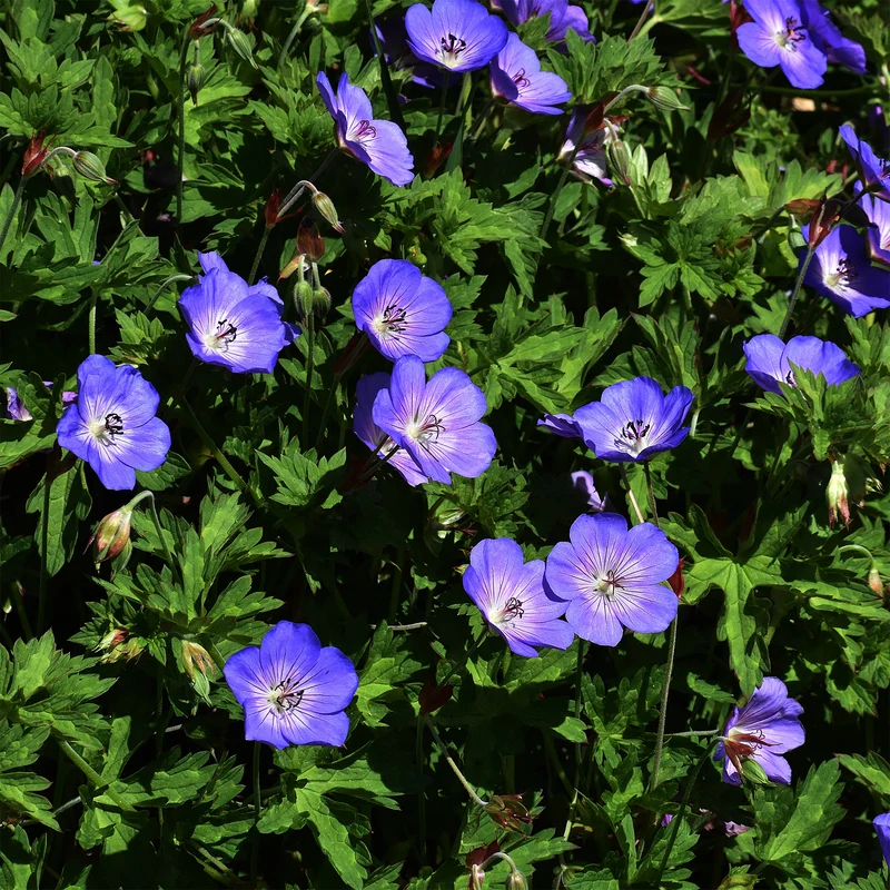 Géranium vivace bleu de l'Himalaya