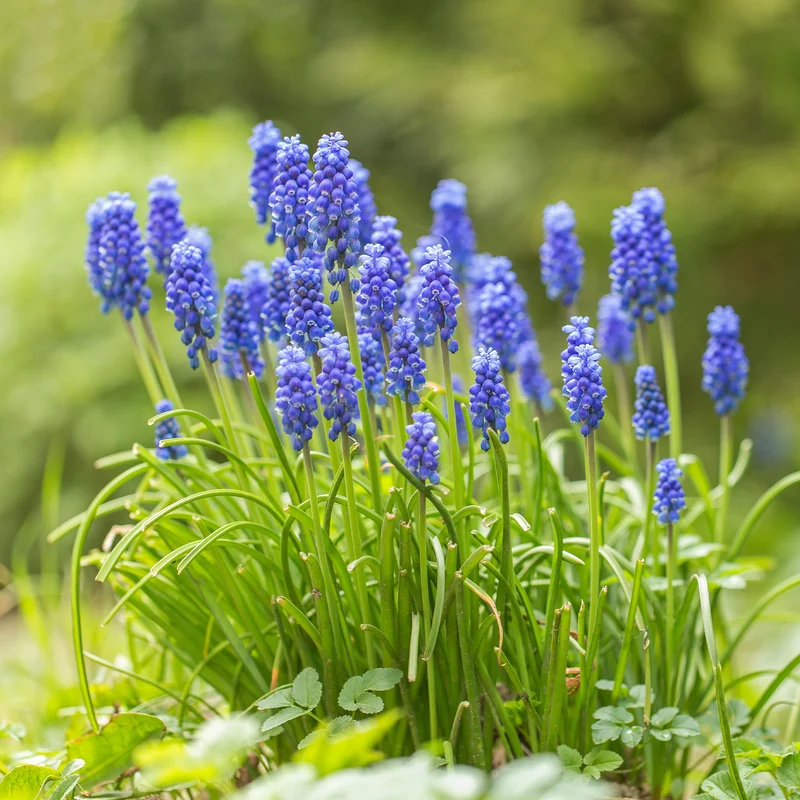 10 Muscaris bleus