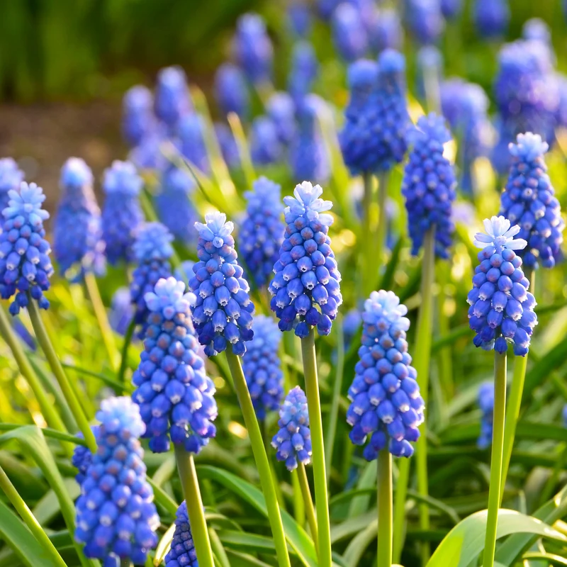 10 Muscaris bleus