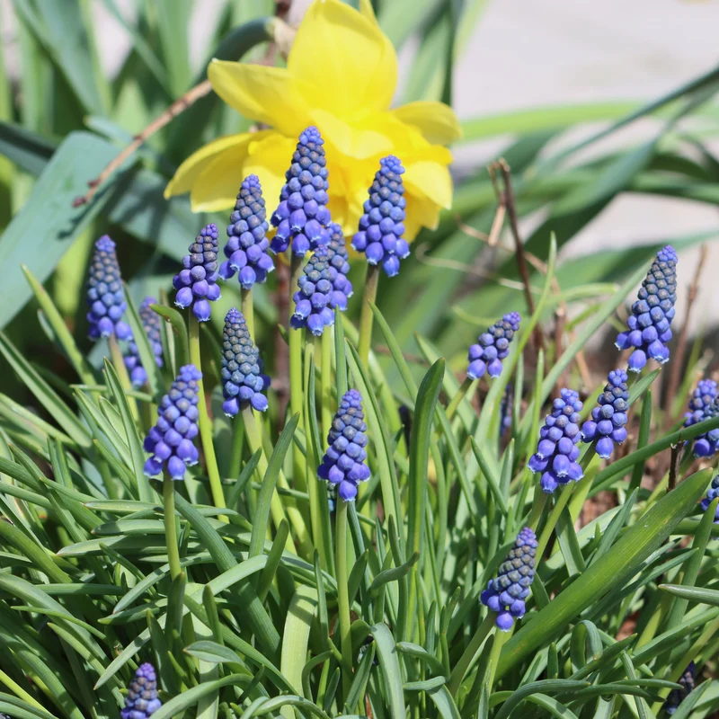 10 Muscaris bleus