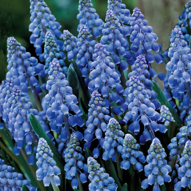 10 Muscaris bleus