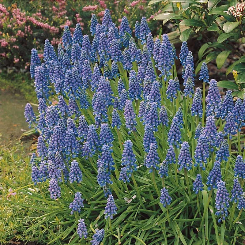 10 Muscaris bleus