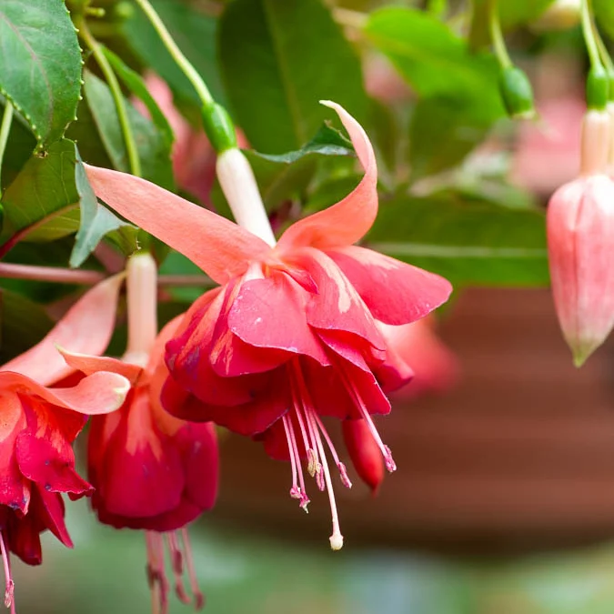 3 Fuchsias retombants Bicentennial