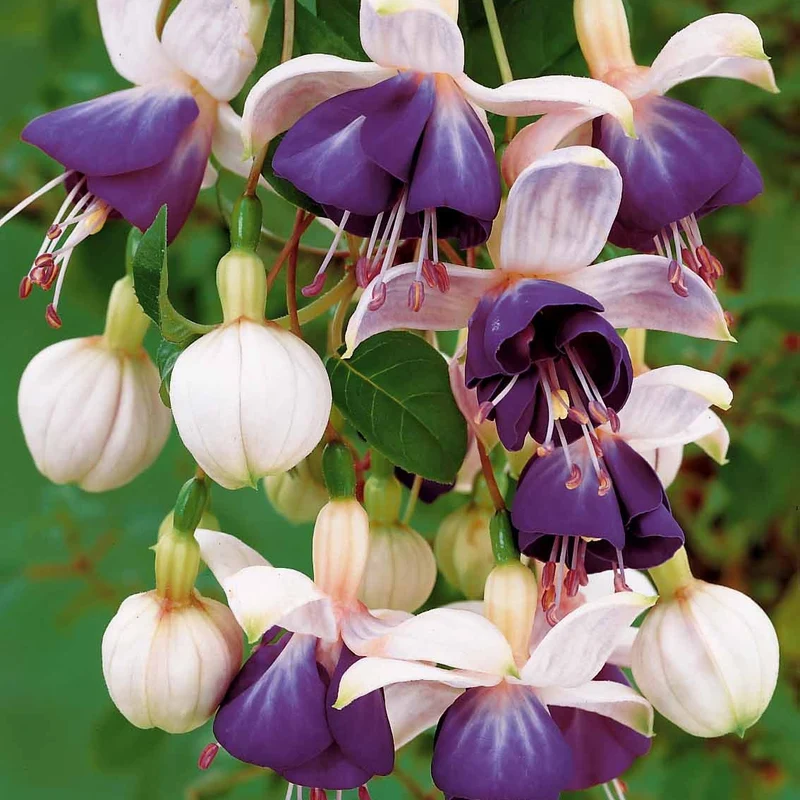 3 Fuchsias retombants Blue Angel