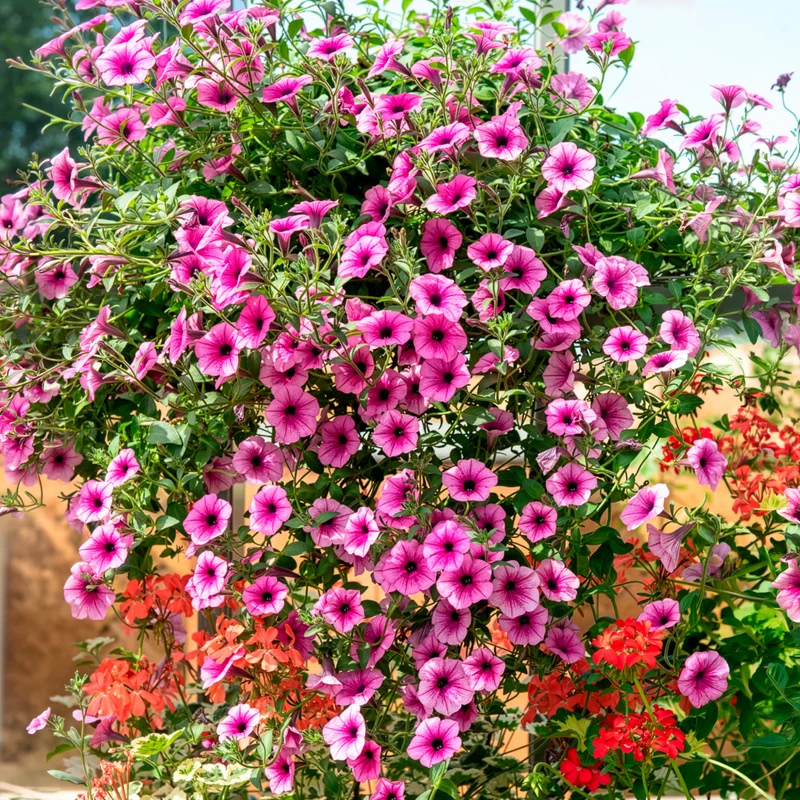 3 Pétunias retombants roses