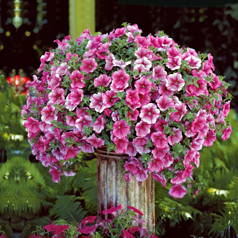 3 Pétunias retombants roses