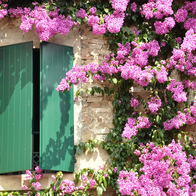 Bougainvillier Rose
