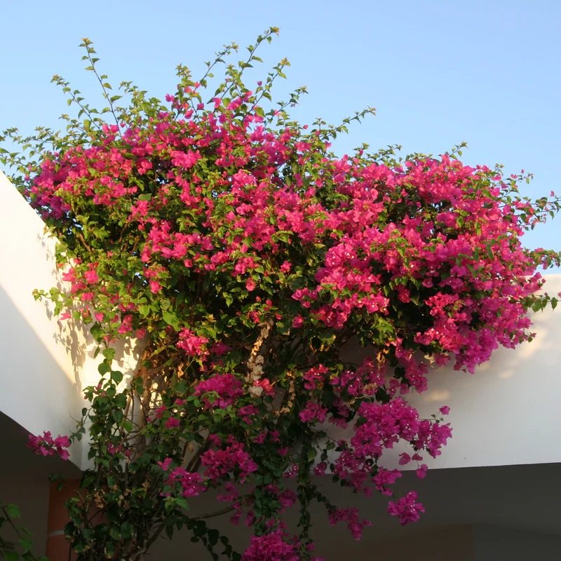 Bougainvillier Rose