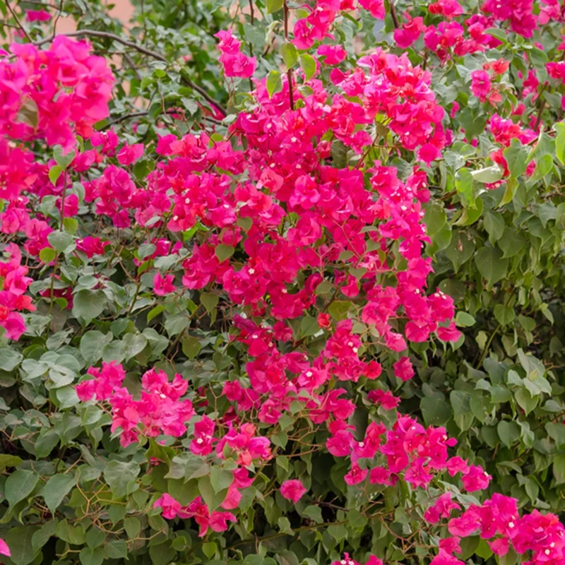 Bougainvillier Rose