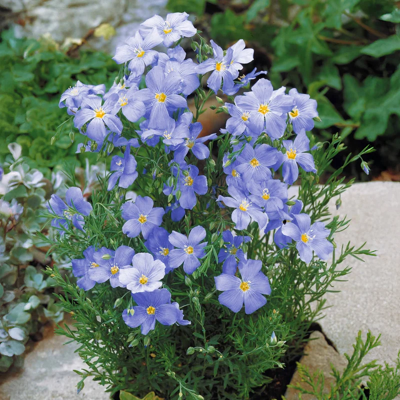 Lin vivace bleu