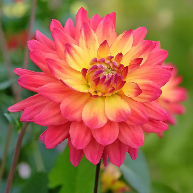 3 Dahlias décoratifs Tricolore