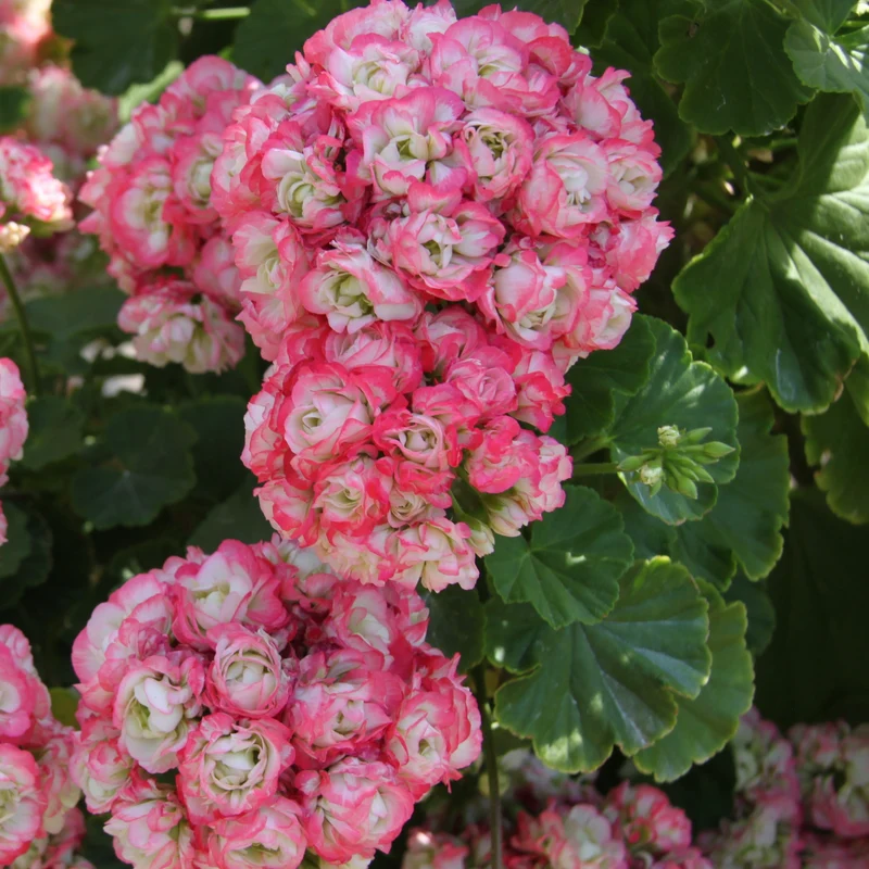 3 Géraniums rose abricot