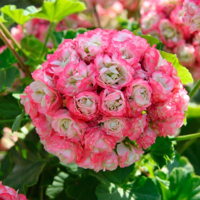 3 Géraniums rose abricot
