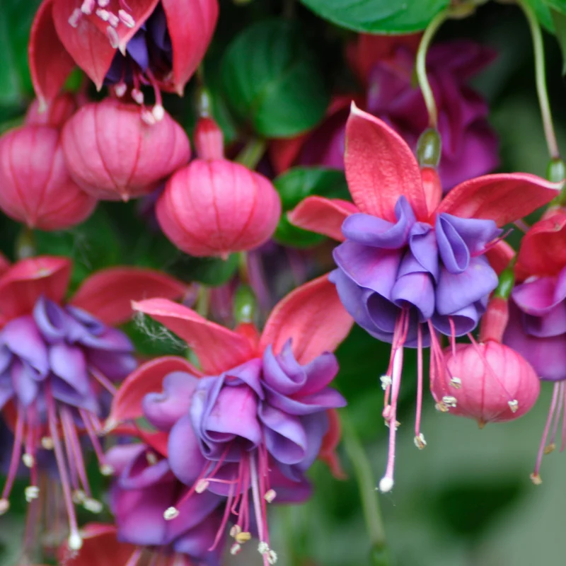 3 Fuchsias retombants Dark Eyes