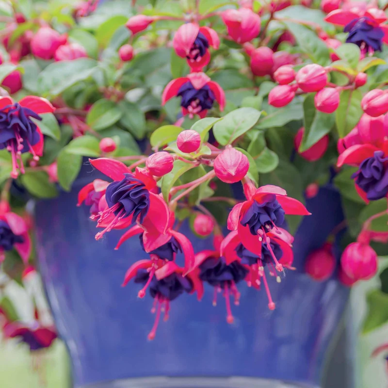 3 Fuchsias retombants Dark Eyes