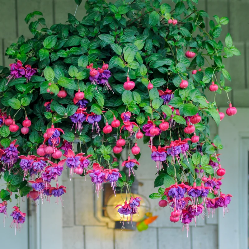 3 Fuchsias retombants Dark Eyes