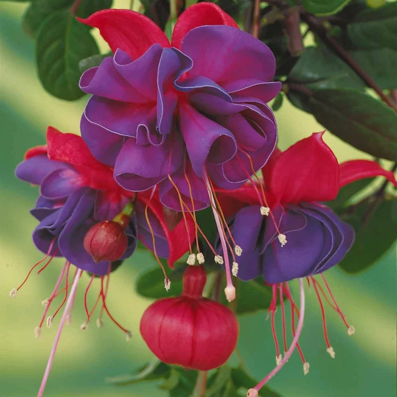 3 Fuchsias retombants Dark Eyes