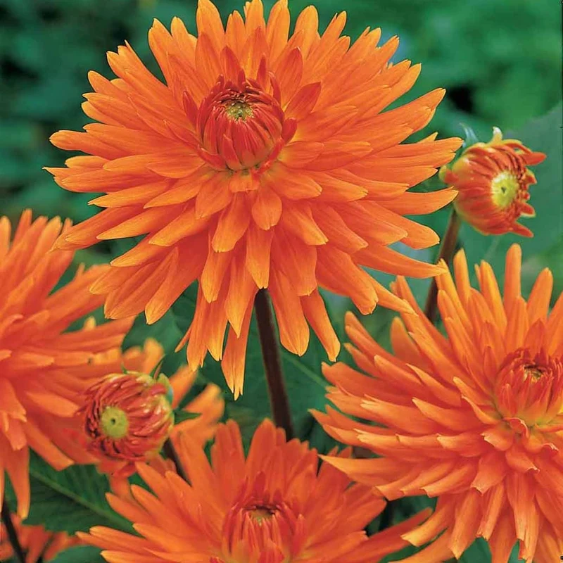 3 Dahlias cactus nain Vrouwe Jacoba